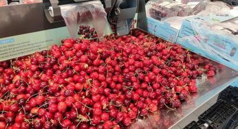 Bauernverband warnt vor Pleiten im Obst- und Gemüsebau