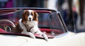 Erneut Rekordeinnahmen bei Hundesteuer