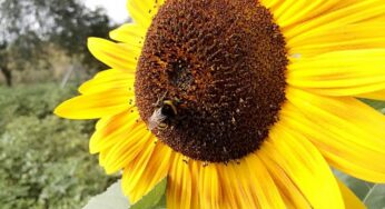 Wetterdienst bilanziert Sommer mit Hitzewellen und nassem Juli