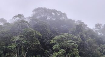 Schneider verteidigt Fehlen konkreter Summe zum Tropenwald-Fonds