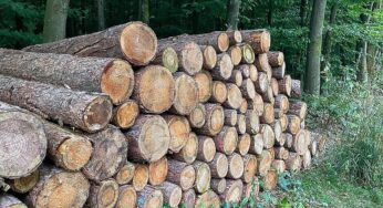 Studie: Klimawandel belastet Waldwirtschaft unterschiedlich