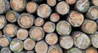 EU-Kommission will Entwaldungsverordnung erneut verschieben