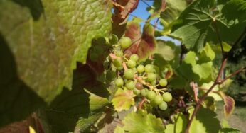 Weinernte 2025 voraussichtlich üppiger