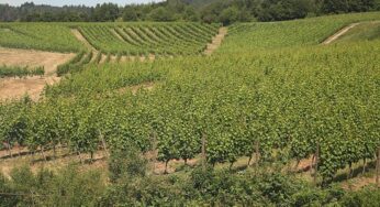 Bauernpräsident Rukwied: “Weinbau ist in der größten Krise”